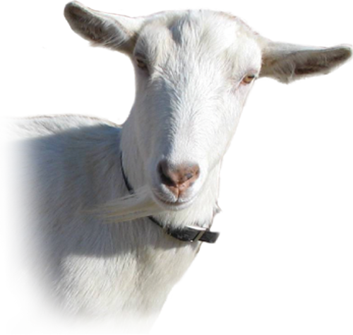 Saanegeiss